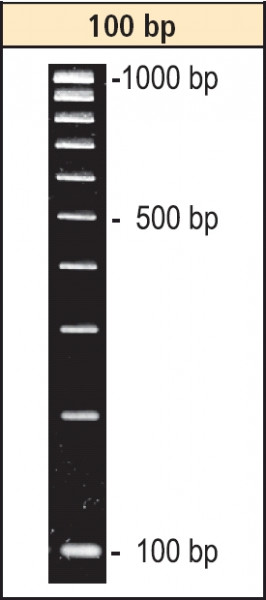 Artikelbild 1 des Artikels DNA-Leiter 100 bp