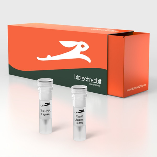 Artikelbild 1 des Artikels T4 DNA Ligase Rapid, 600 U/µl