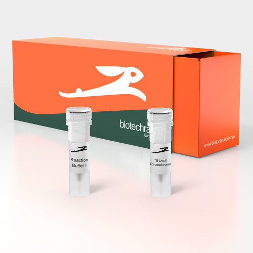 Artikelbild 1 des Artikels LYO-ready T6 UvsX DNA Recombinase, 5 mg/ml