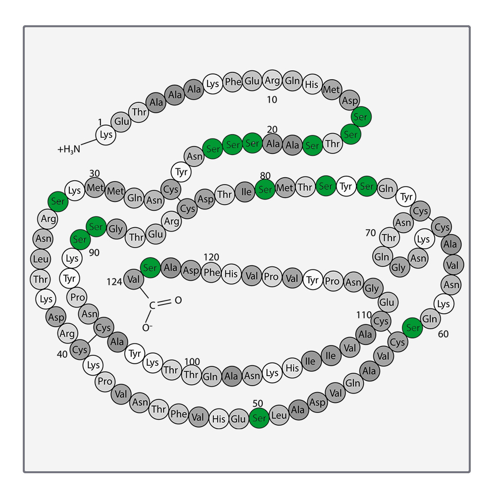 Verschiedene Enzyme für Ihr Labor Biozym Biozym Scientific GmbH
