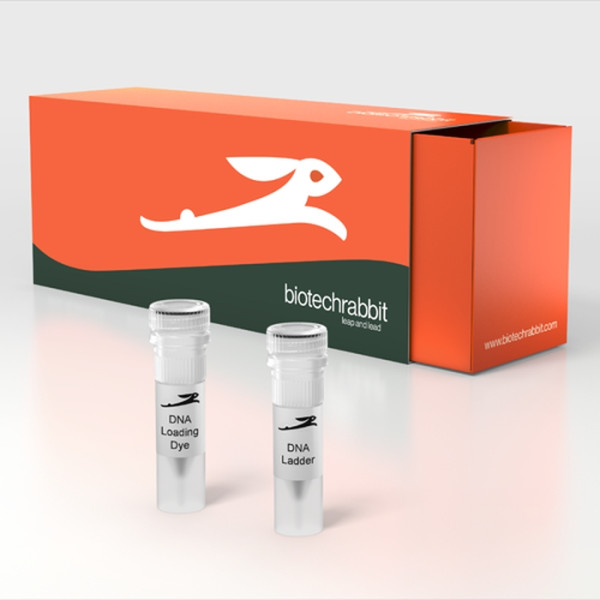 Artikelbild 1 des Artikels 50 bp DNA Ladder with 6× Loading Dye