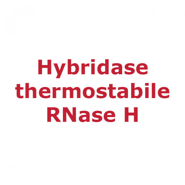 Artikelbild 1 des Artikels Hybridase thermostabile RNase H, 5 U/µl