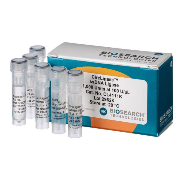 Artikelbild 1 des Artikels CircLigase ssDNA Ligase, 100 U/µl