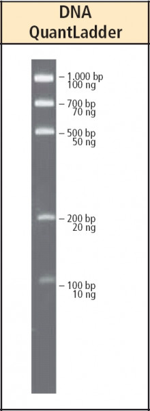 Artikelbild 1 des Artikels DNA-Quant Leiter