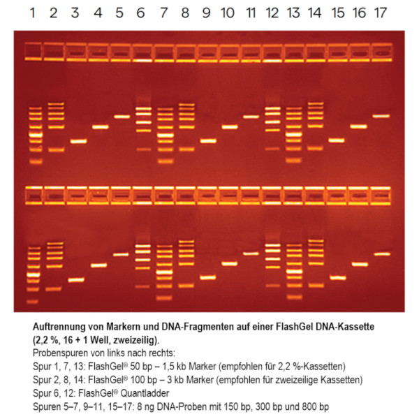 Artikelbild 1 des Artikels FlashGel DNA Marker, 50 bp - 1.5 kb