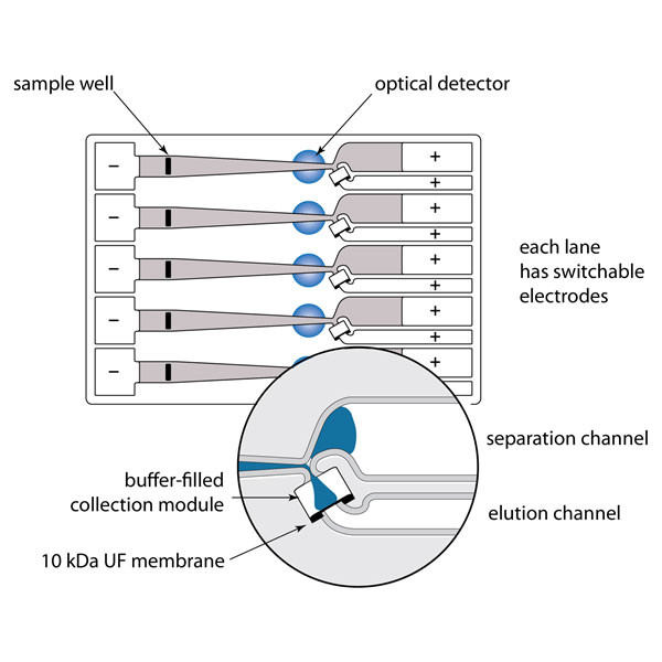 Artikelbild 1 des Artikels 3% Agarose Cassettes, dye-free, int. Standards