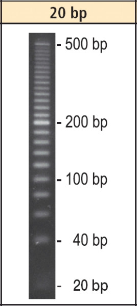 Artikelbild 1 des Artikels DNA-Leiter 20 bp
