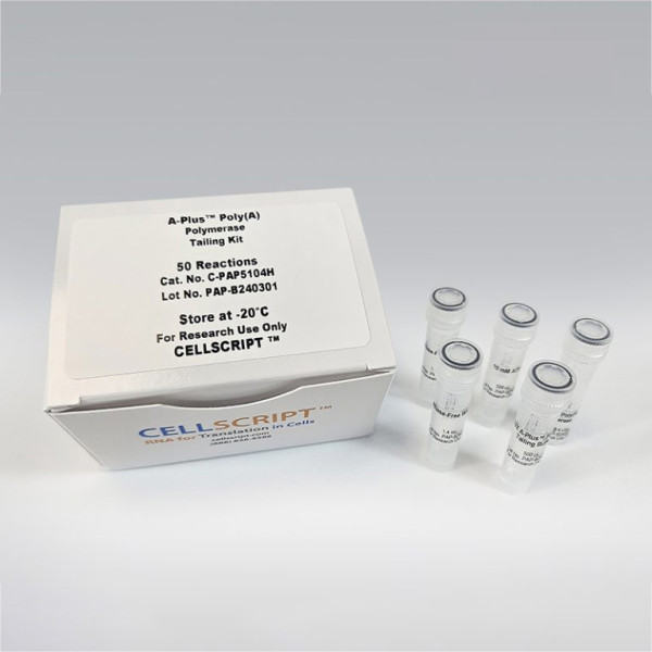 Artikelbild 1 des Artikels A-Plus Poly(A) Polymerase Tailing Kit, 4 U/µl