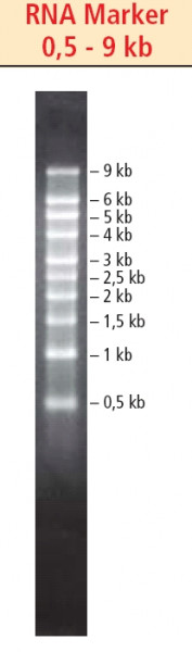 Artikelbild 1 des Artikels RNA Marker, 0.5 - 9 kb, 10 Banden