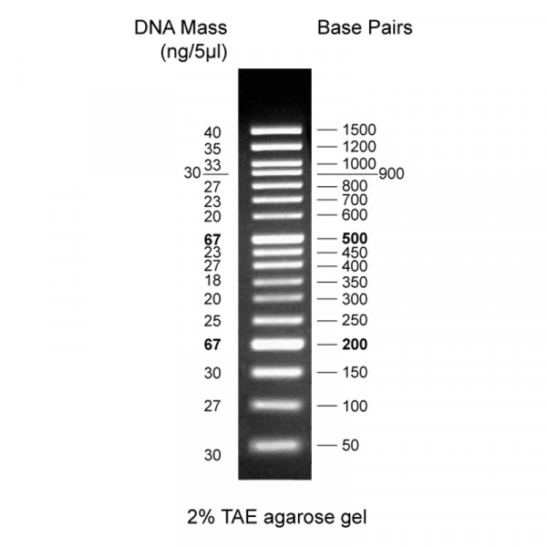 Artikelbild 1 des Artikels Quantitas Pro DNA Marker 50 bp – 1.5 kb