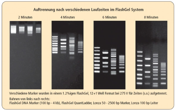Artikelbild 1 des Artikels FlashGel Quant Ladder, 100 bp - 1.5 kb (3-30 ng)