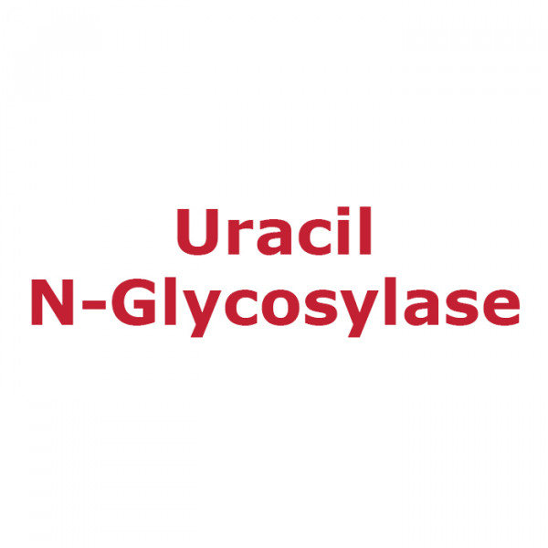 Artikelbild 1 des Artikels Uracil N-Glycosylase, 1 U/µl