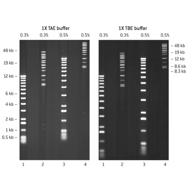 Artikelbild 1 des Artikels SeaKem Gold Agarose