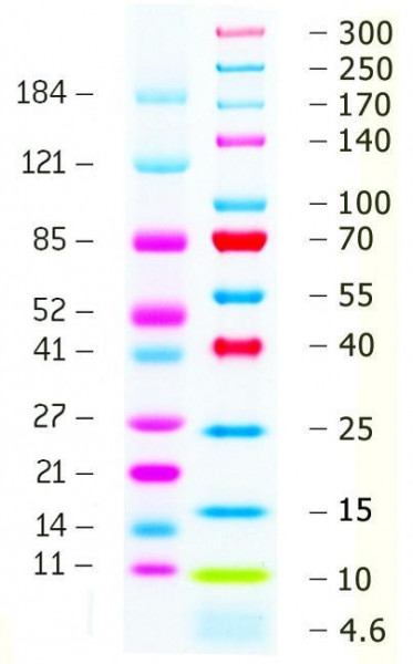 Artikelbild 1 des Artikels ProSieve QuadColor Protein Marker, 4.6 - 300 kDa