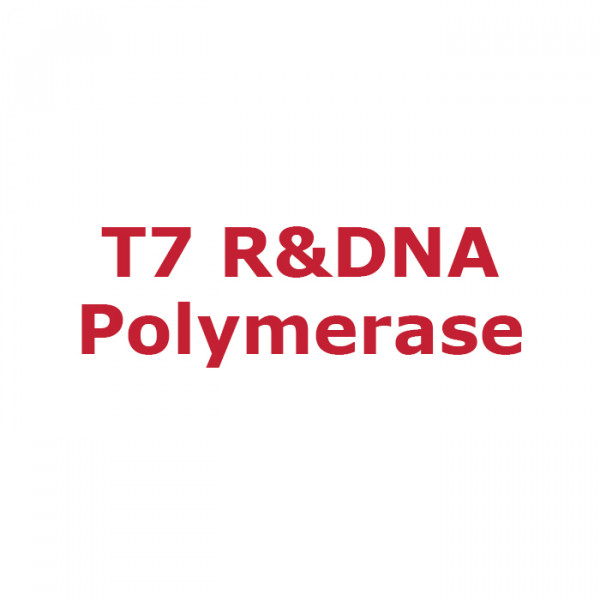 Artikelbild 1 des Artikels T7 R&DNA Polymerase, 50 U/µl
